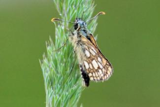 A Chequered Skipper butterfly at Ariundle